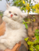 Traditional Persian Cat